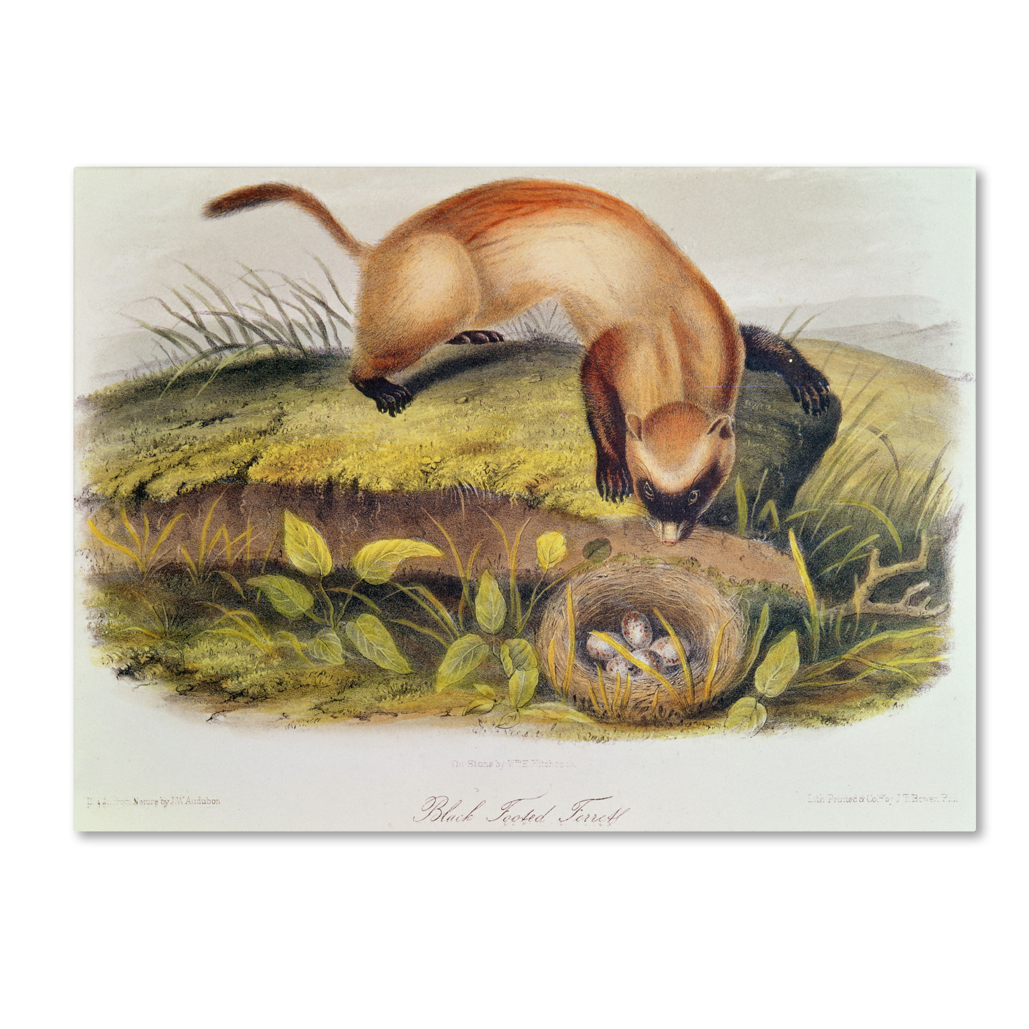 Trademark Global John James Audubon 'Black-Footed Ferret' Canvas Art