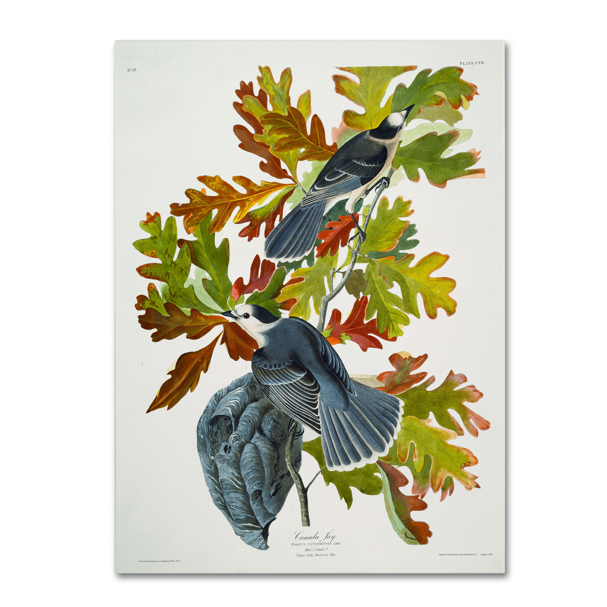 Trademark Global John James Audubon 'Canada Jay' Canvas Art