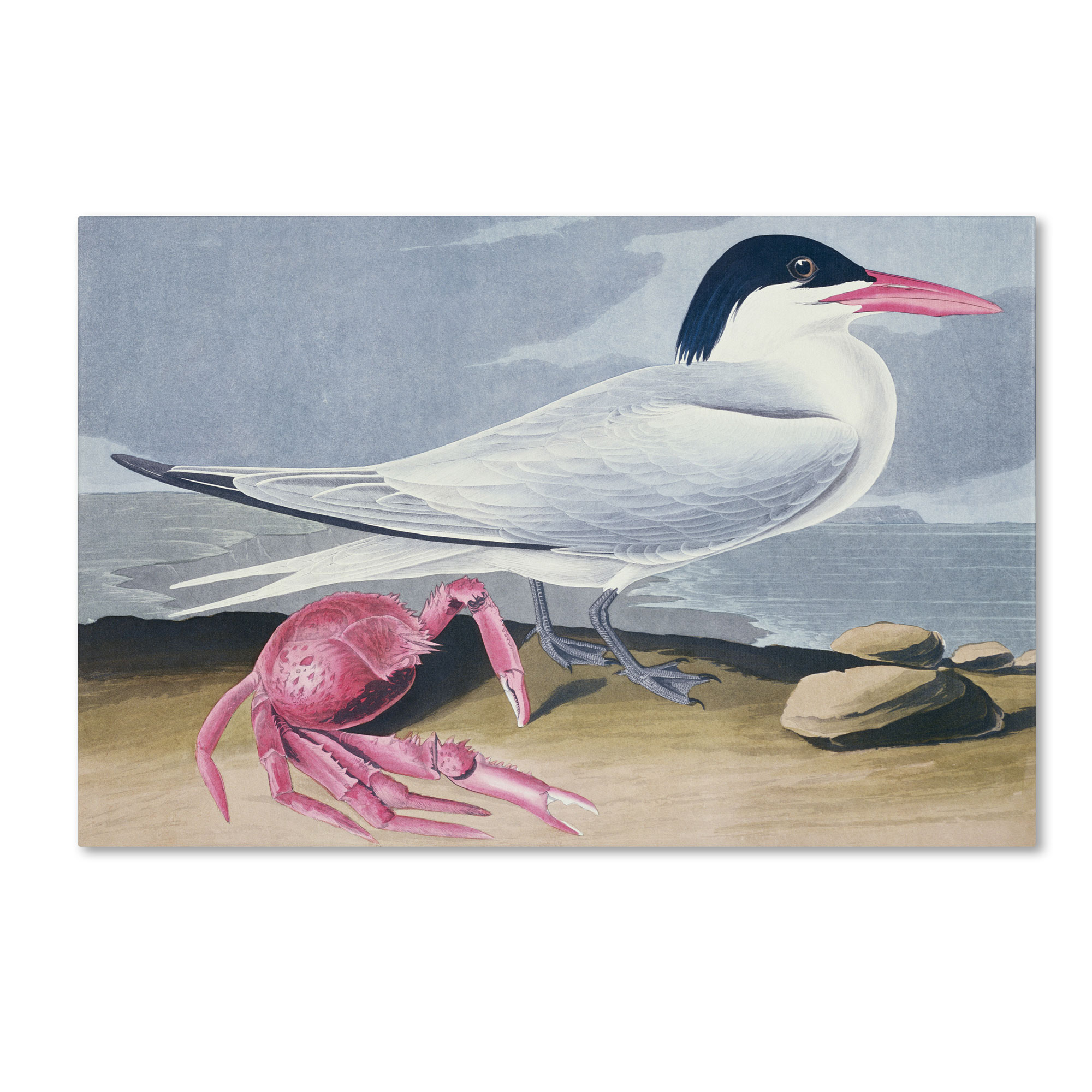 Trademark Global John James Audubon 'Cayenne Tern' Canvas Art