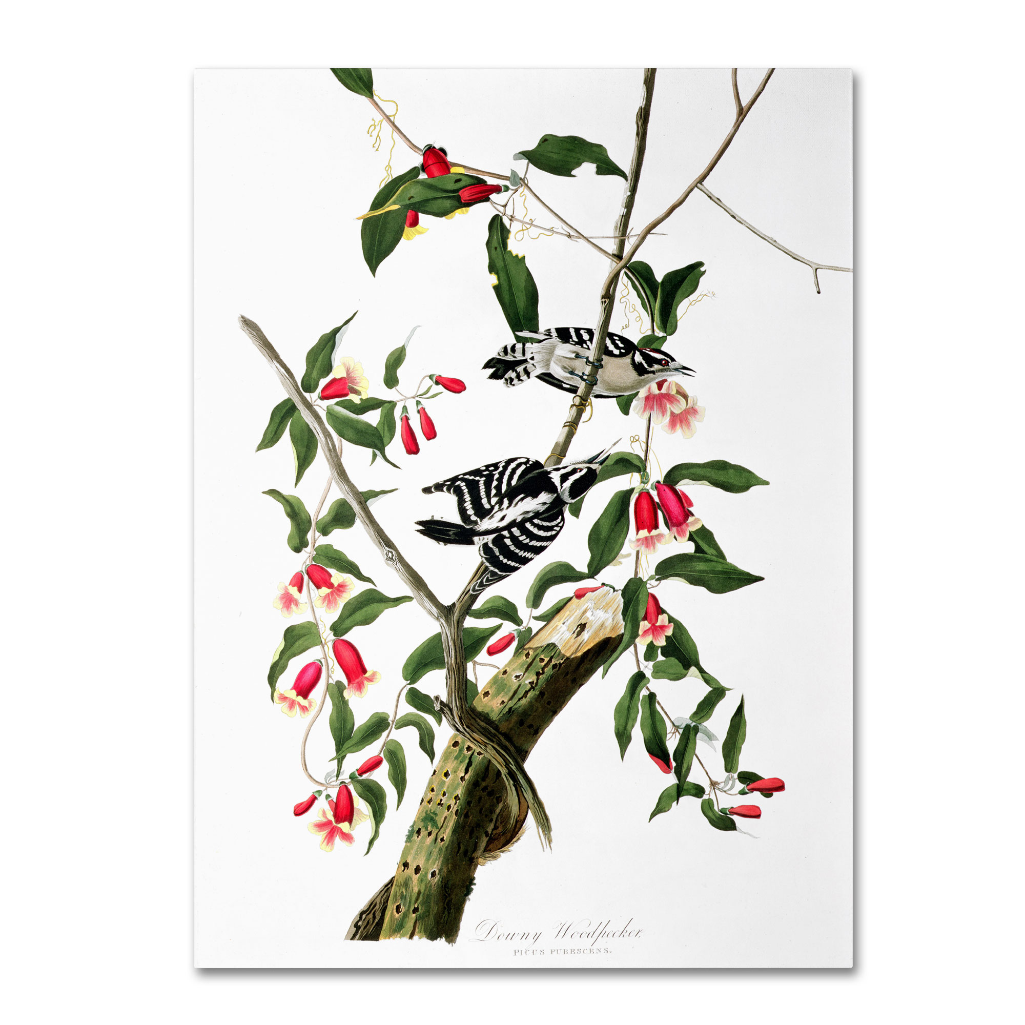 Trademark Global John James Audubon 'Downy Woodpecker' Canvas Art