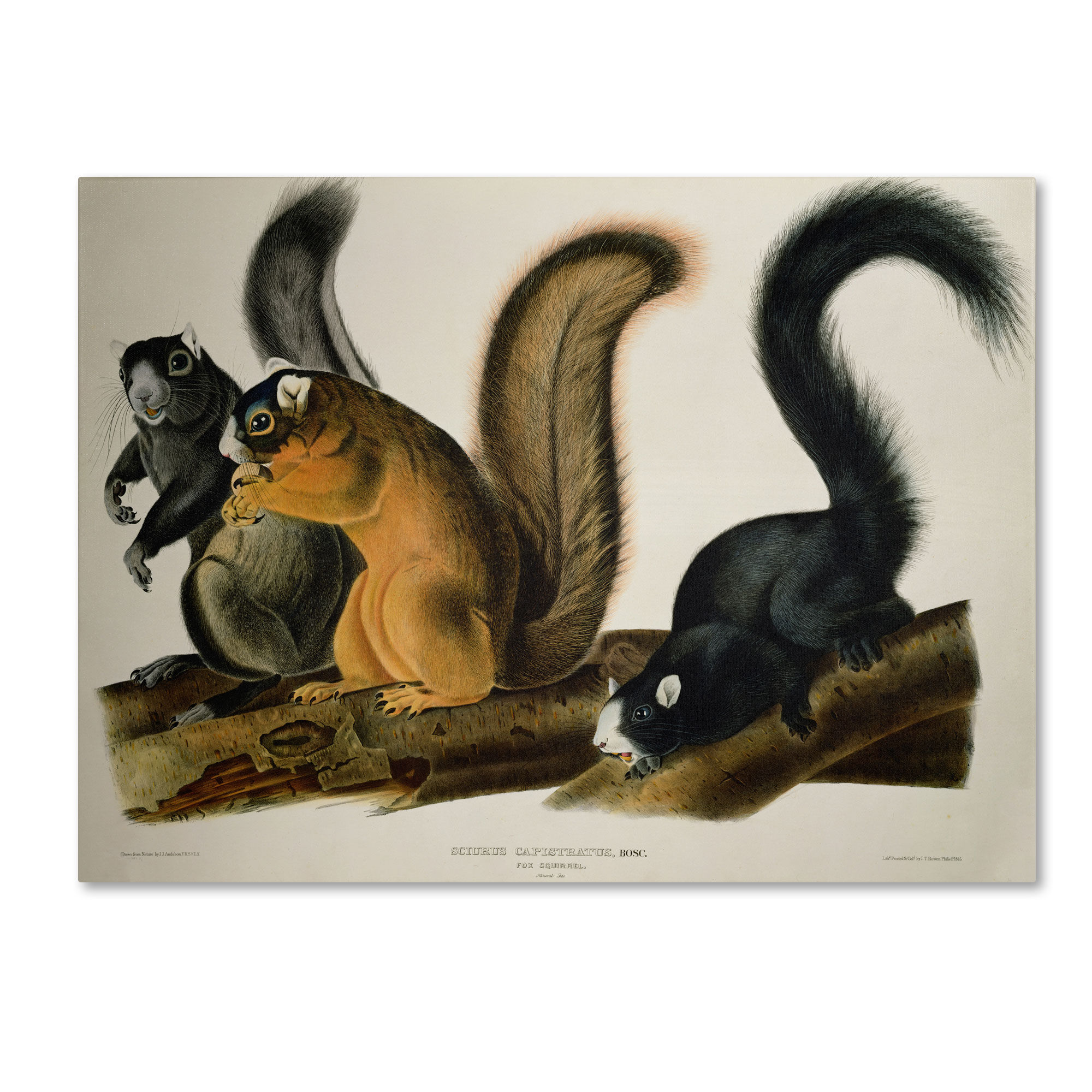 Trademark Global John James Audubon 'Fox Squirrel' Canvas Art