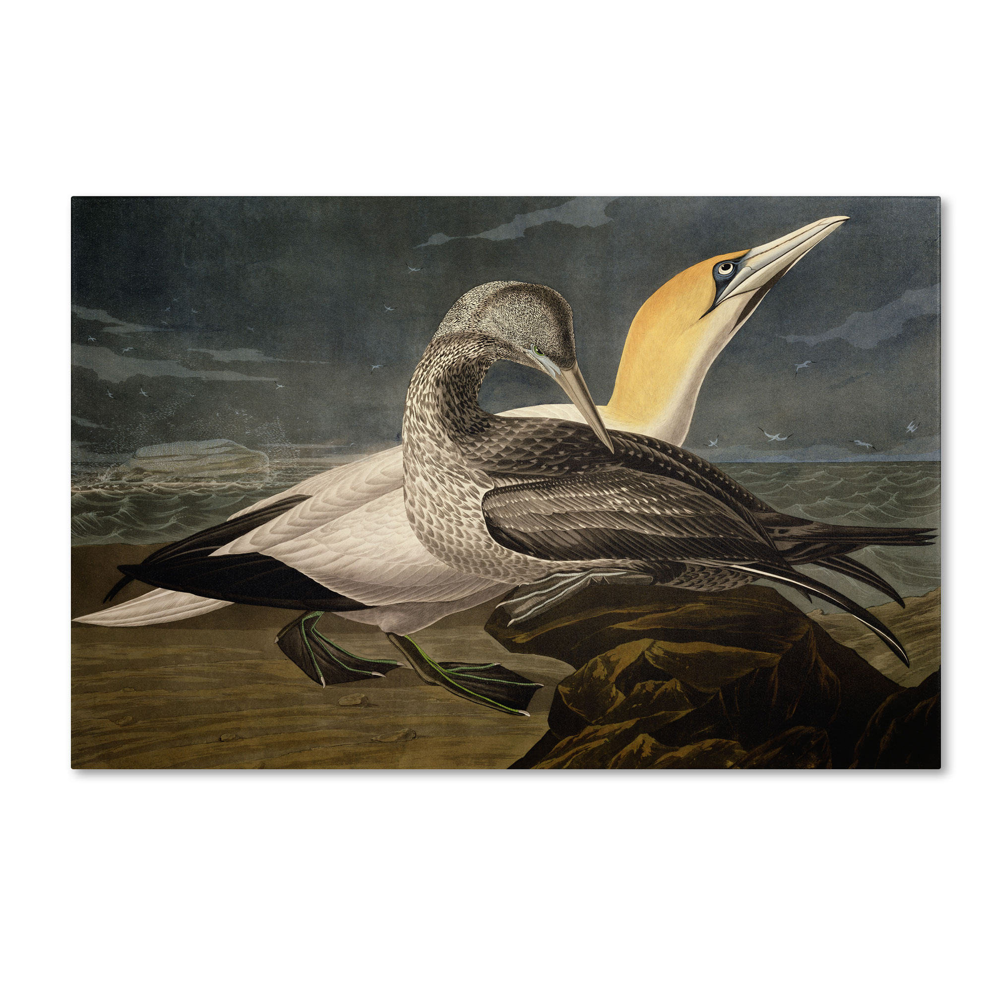 Trademark Global John James Audubon 'Gannets' Canvas Art
