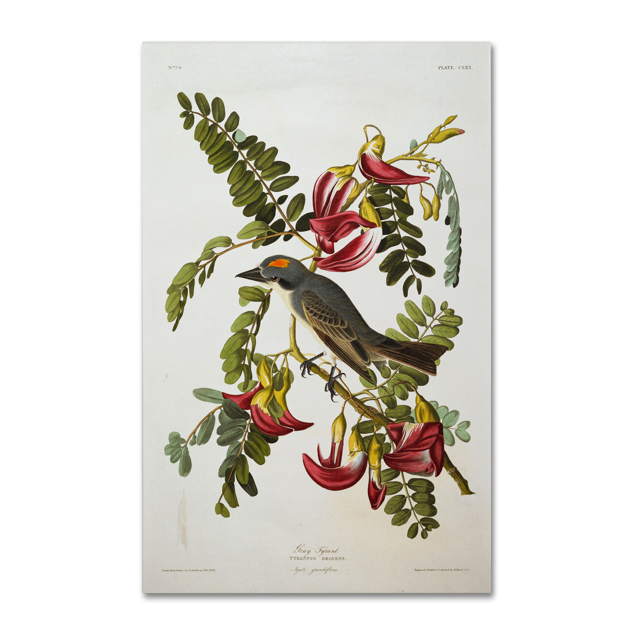 Trademark Global John James Audubon 'Gray Tyrant Gray Kingbird' Canvas Art