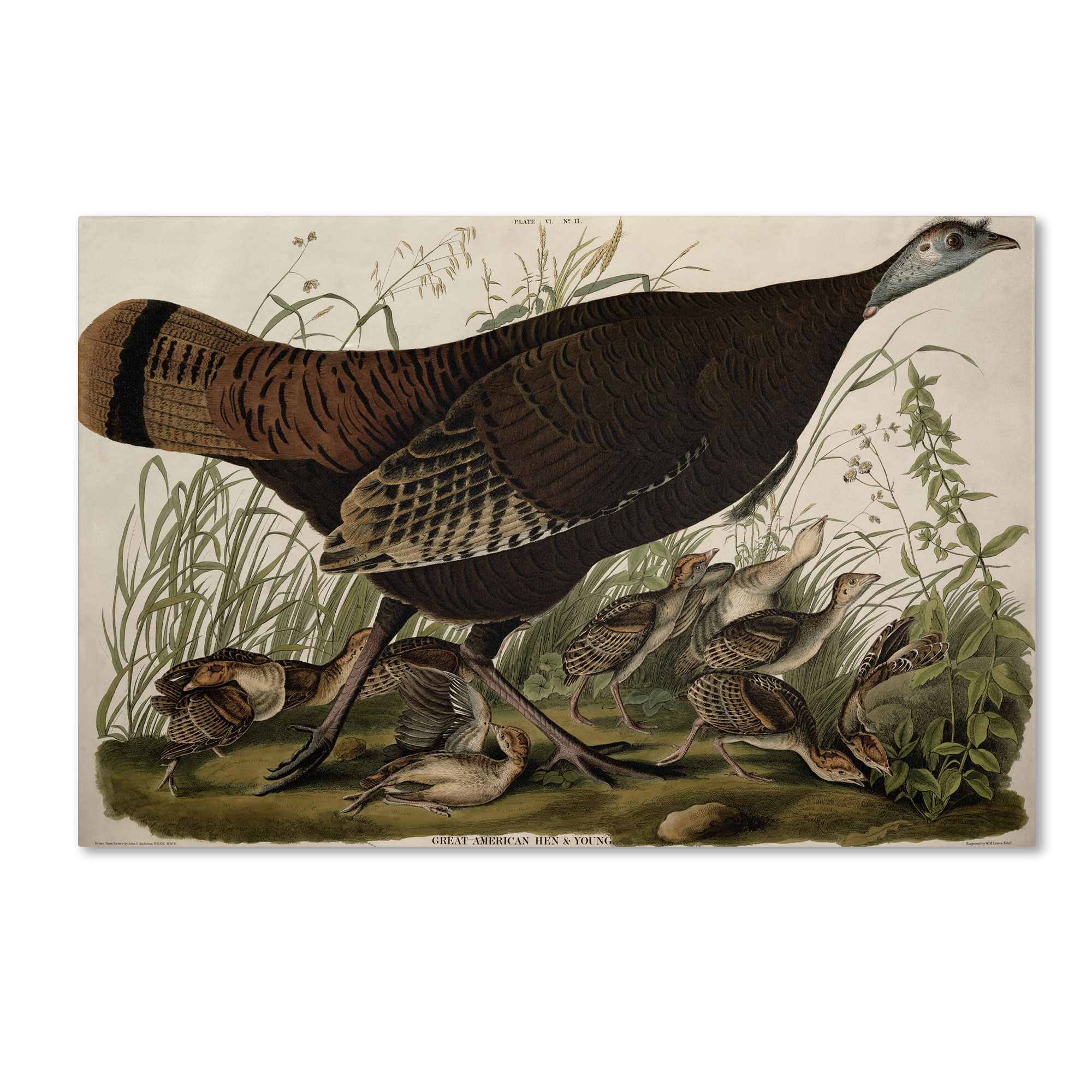 Trademark Global John James Audubon 'Great American Hen and Young' Canvas Art