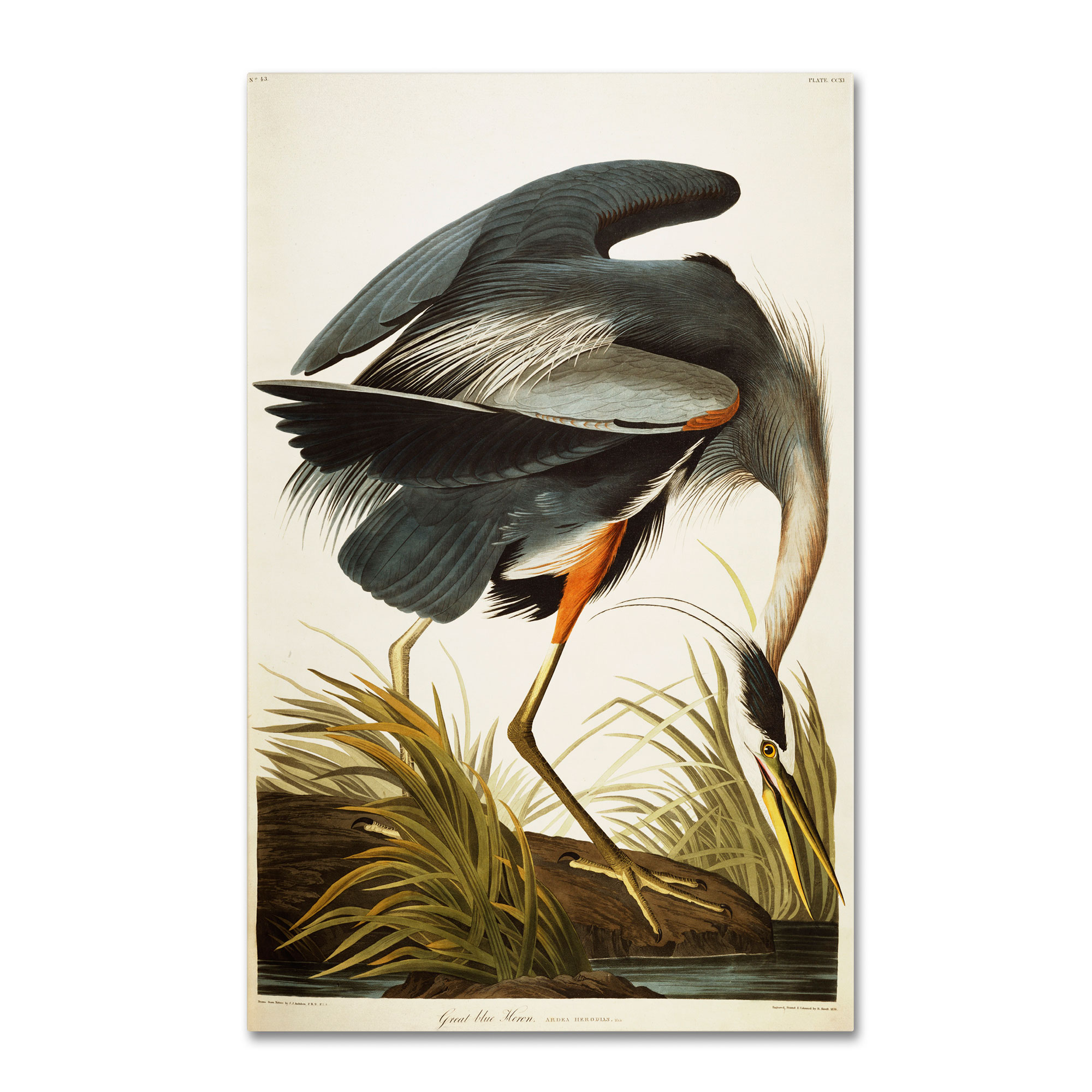 Trademark Global John James Audubon 'Great Blue Heron' Canvas Art