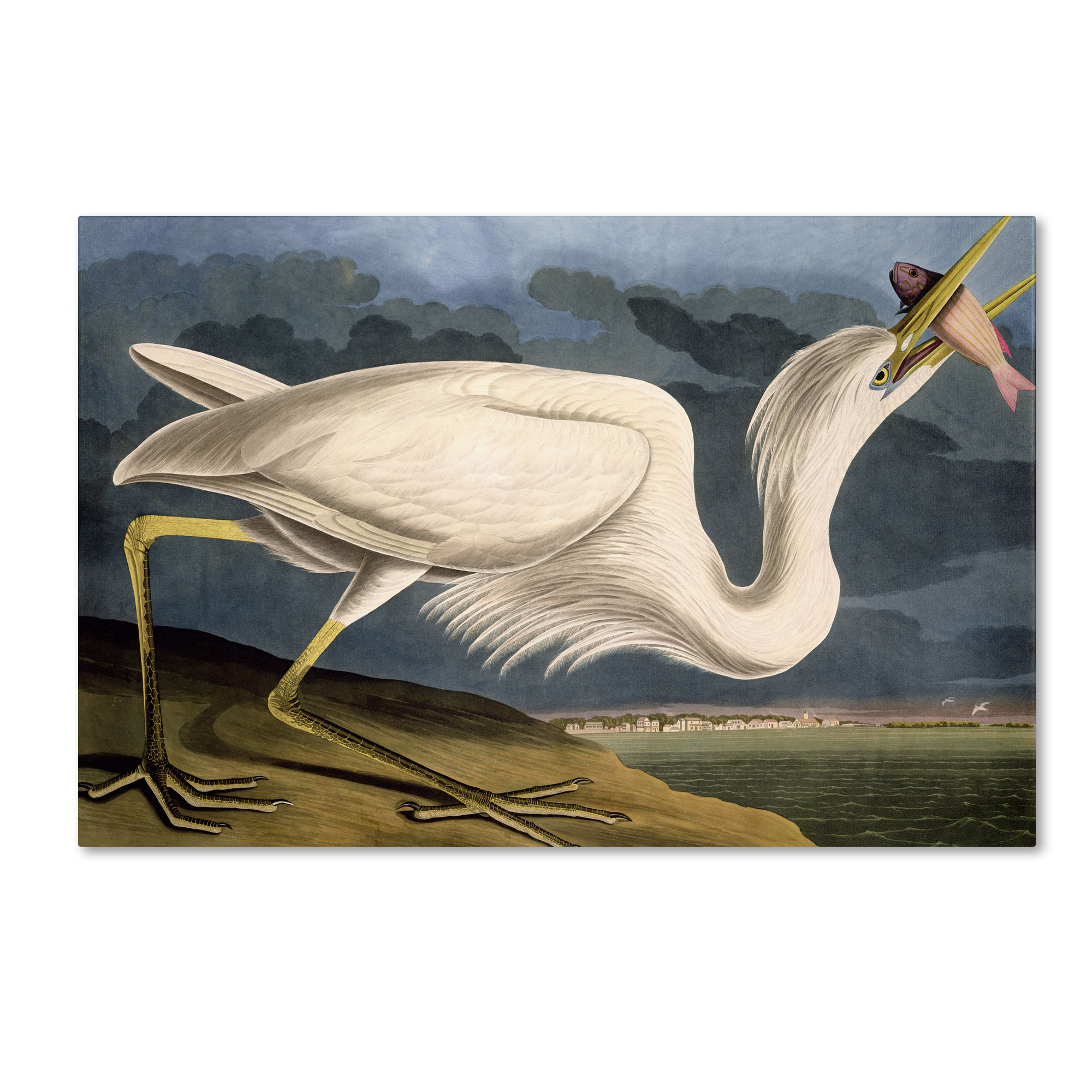 Trademark Global John James Audubon 'Great White Heron' Canvas Art