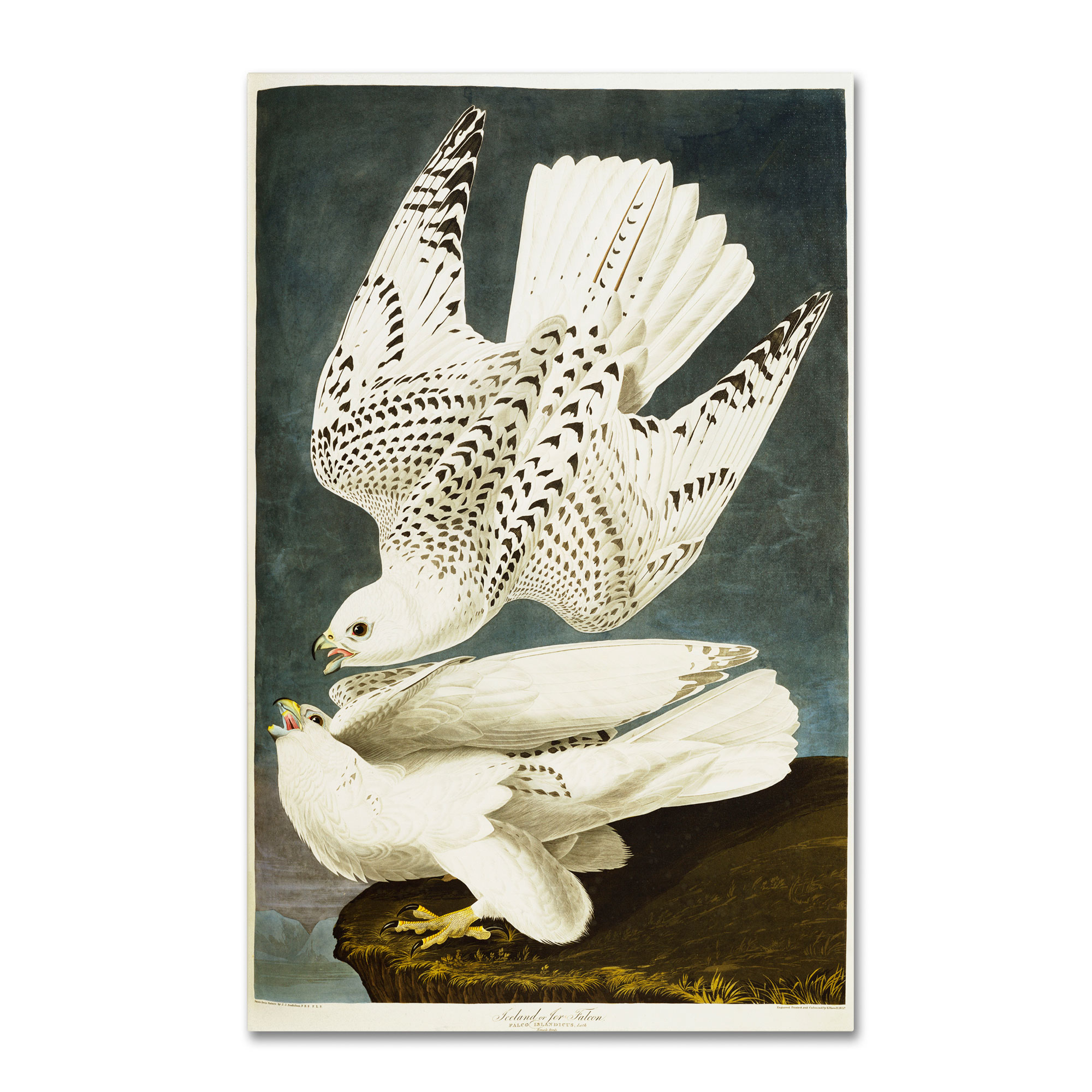 Trademark Global John James Audubon 'Iceland or Jer Falcon' Canvas Art