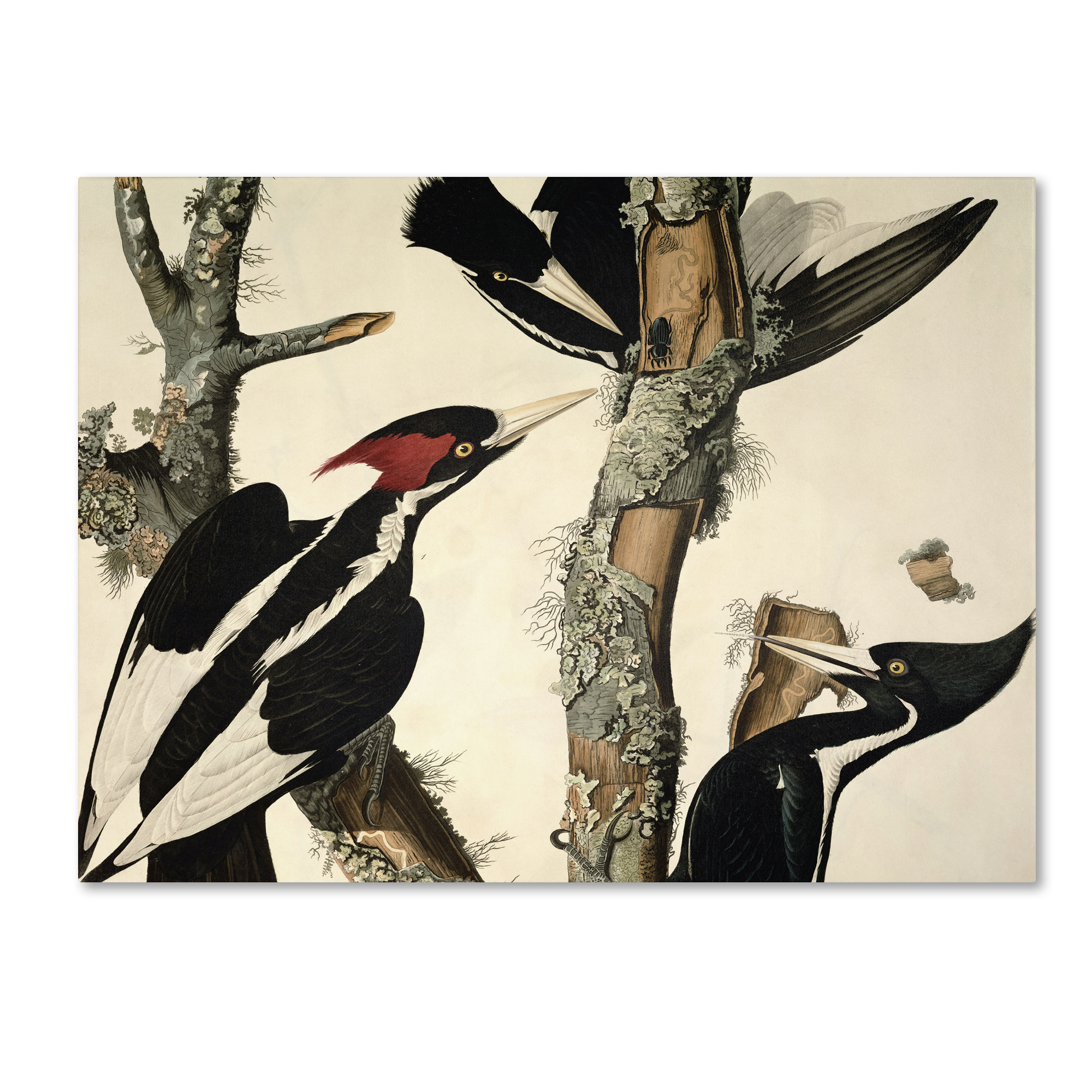Trademark Global John James Audubon 'Ivory-Billed Woodpecker' Canvas Art