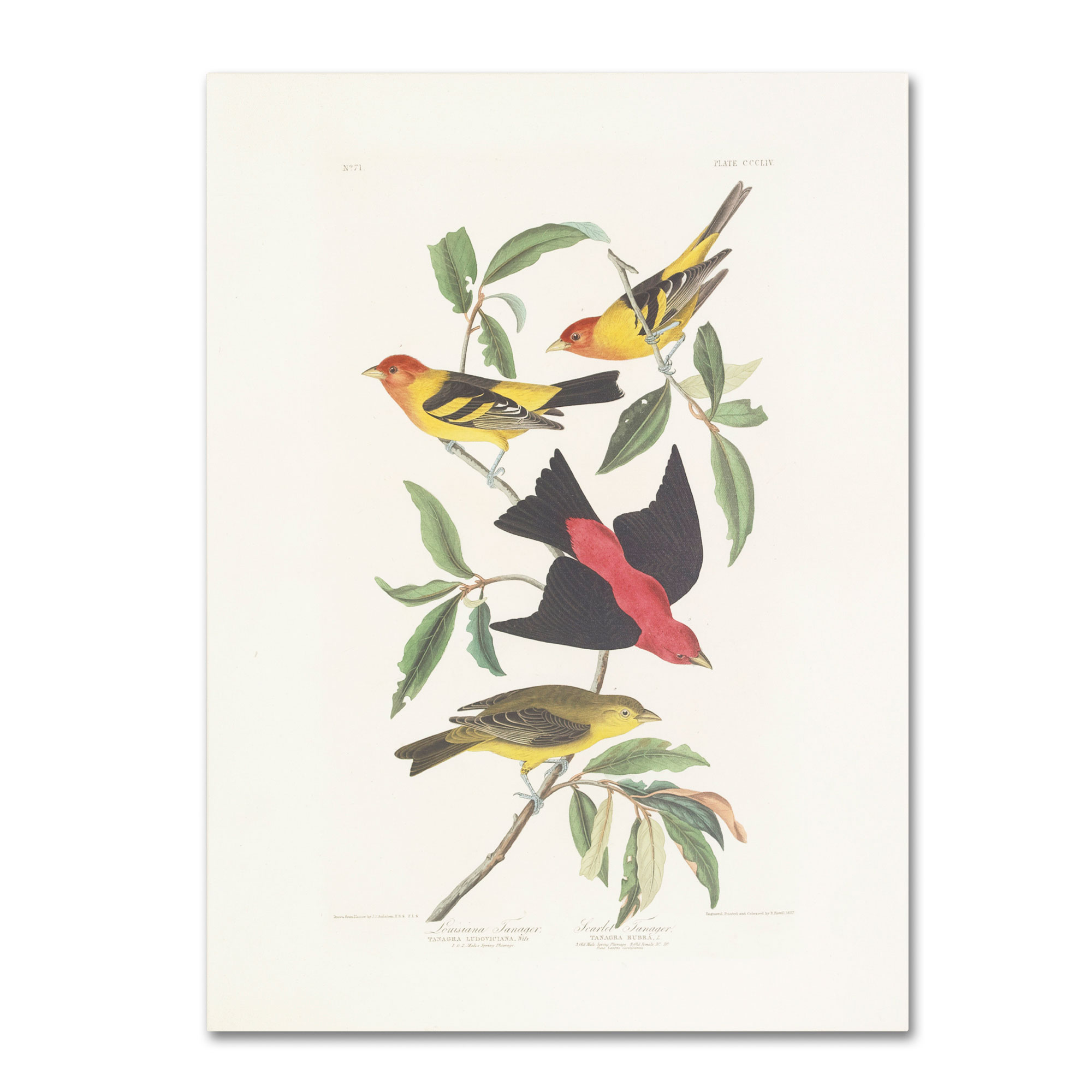 Trademark Global John James Audubon 'Louisiana Tanager' Canvas Art