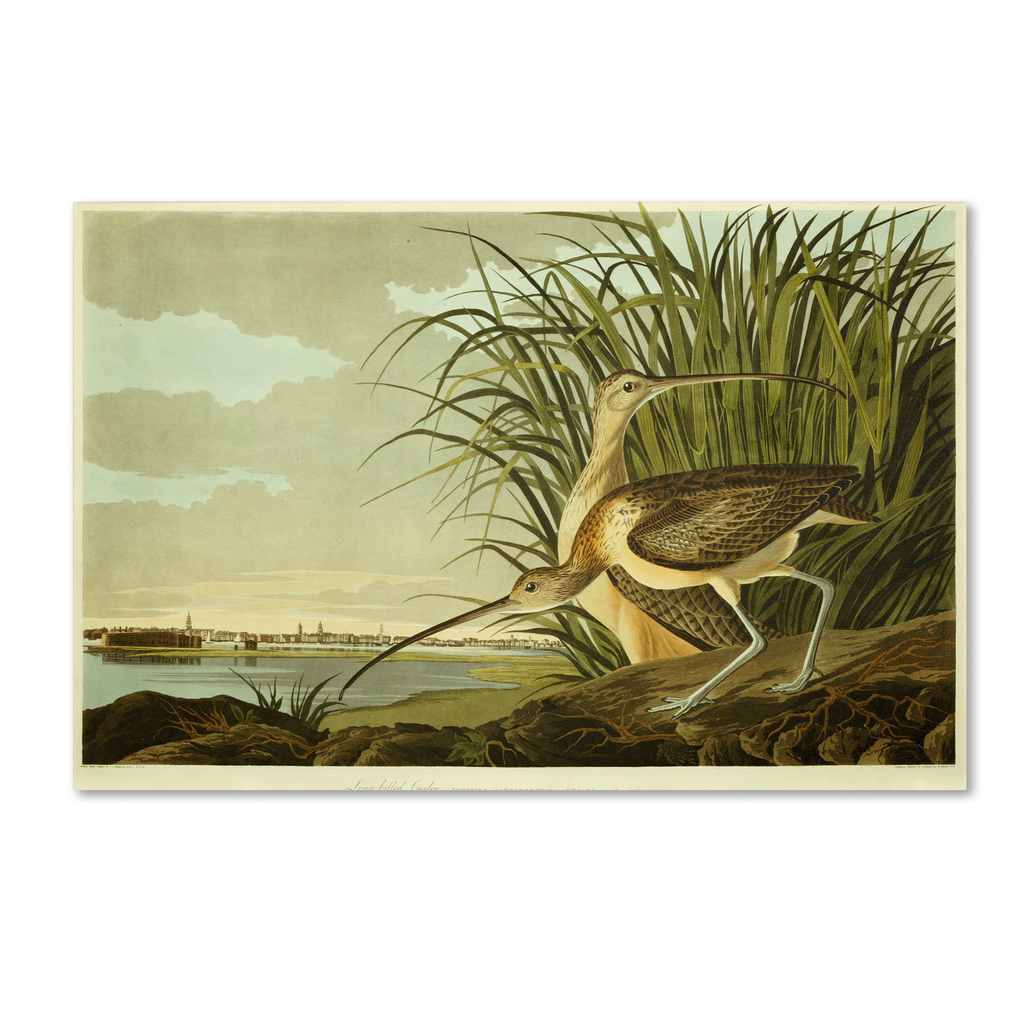 Trademark Global John James Audubon 'Long Billed Curlew' Canvas Art