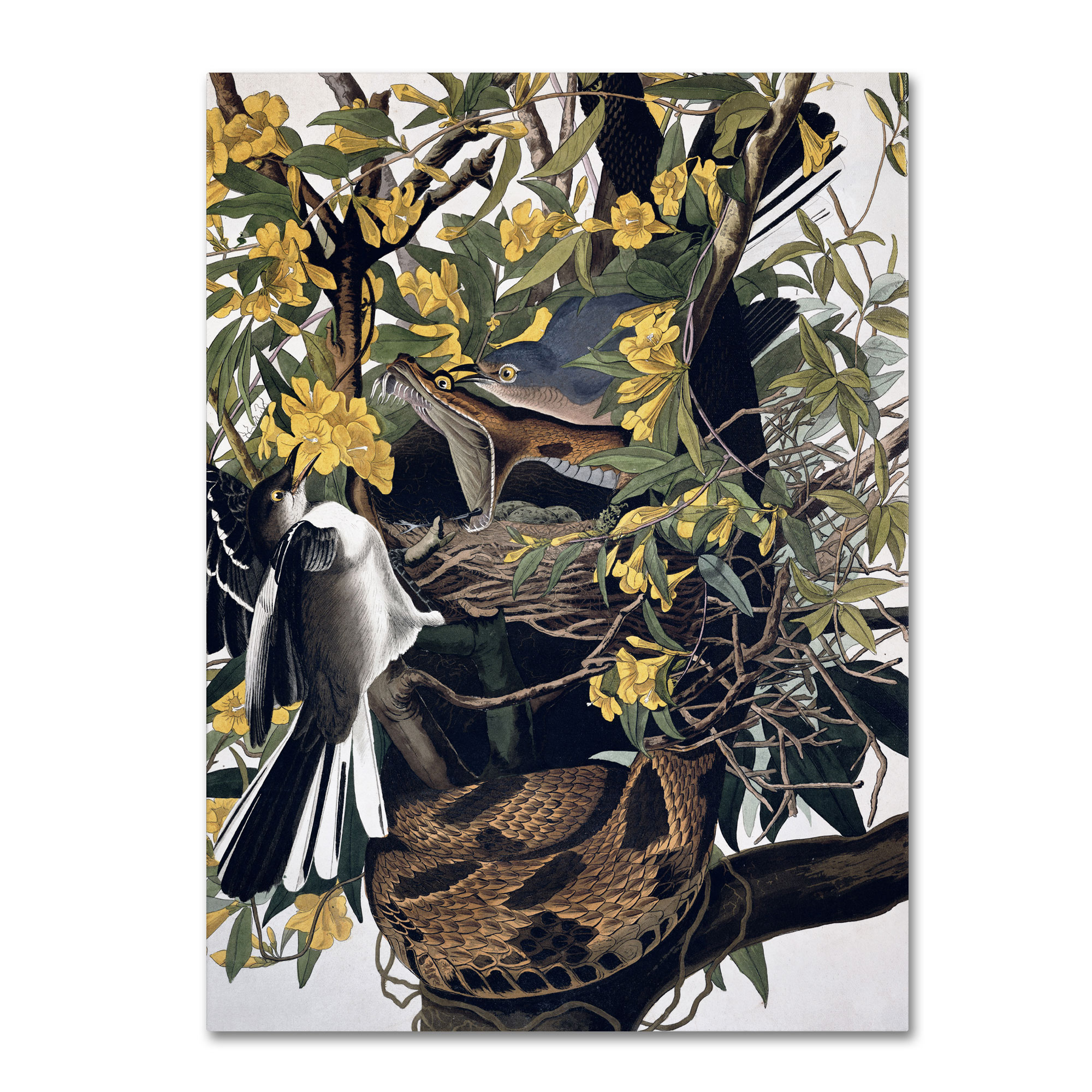 Trademark Global John James Audubon 'Mocking Birds and Snake' Canvas Art