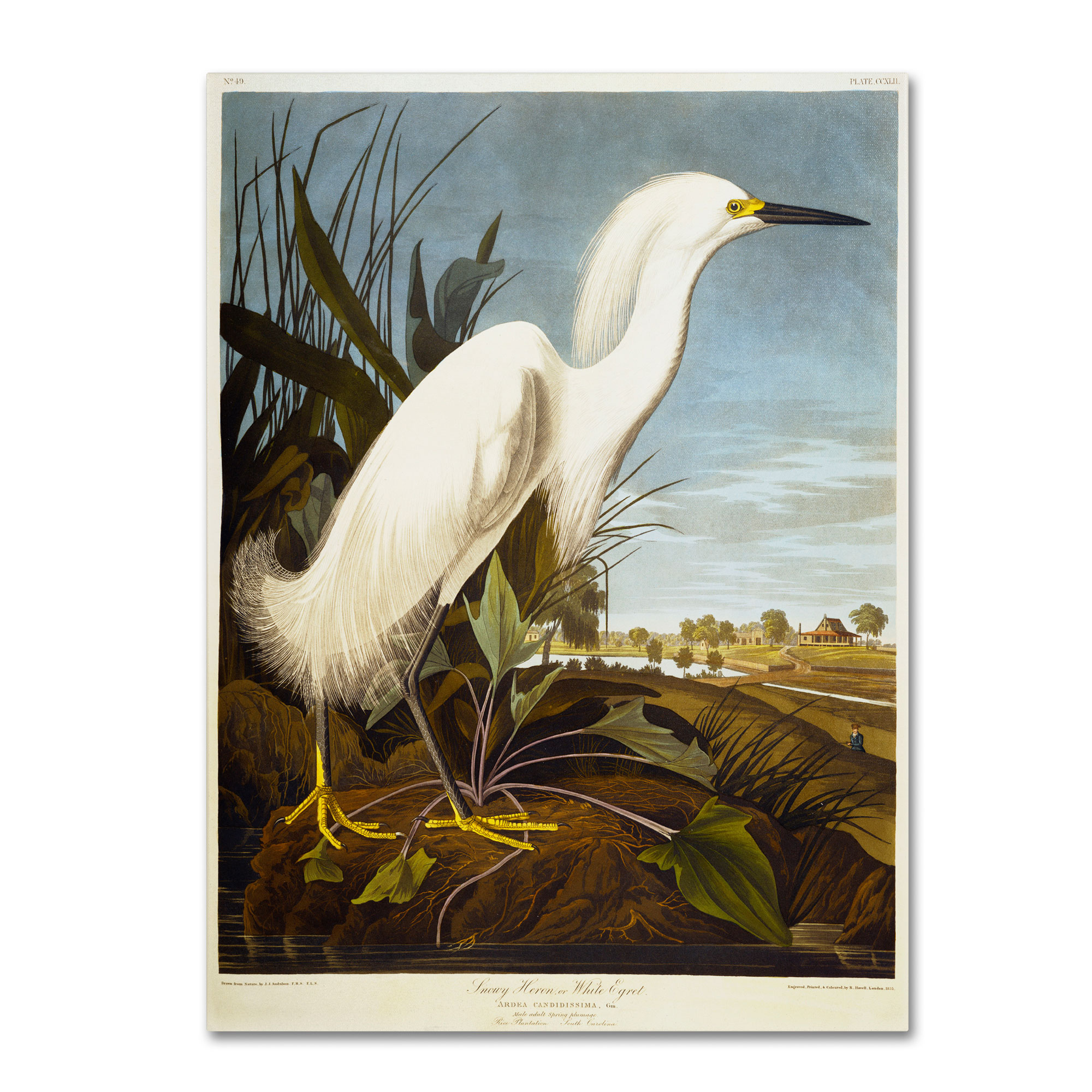 Trademark Global John James Audubon 'Snowy Heron' Canvas Art