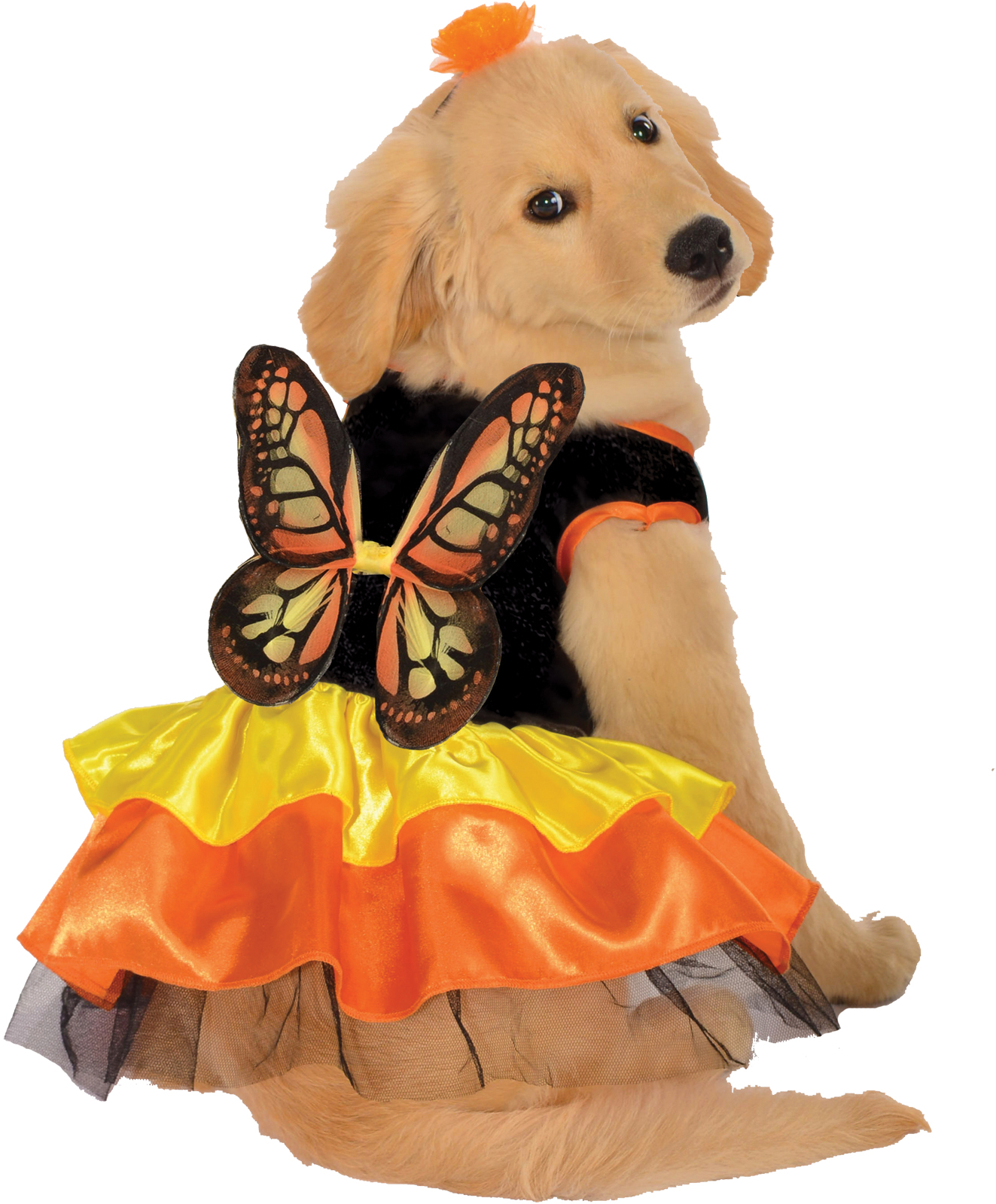Pet Butterfly Halloween Costume