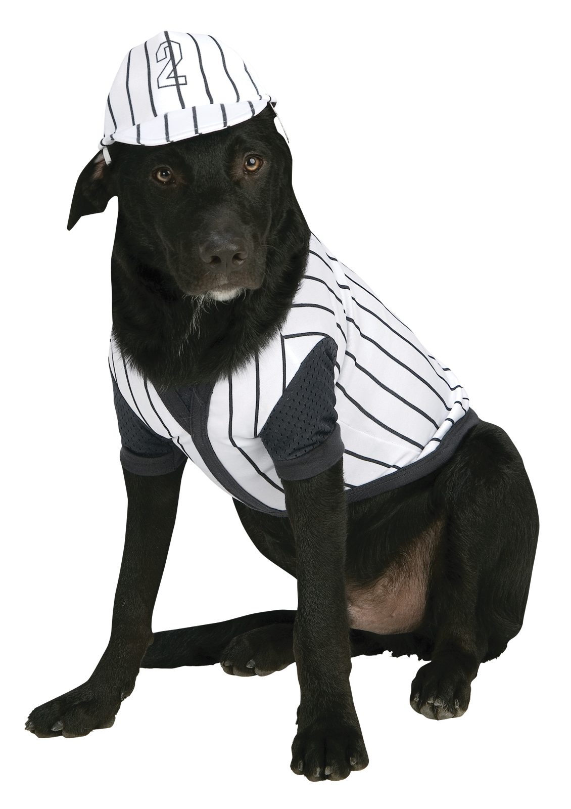Pet Baseball Player Halloween Costume