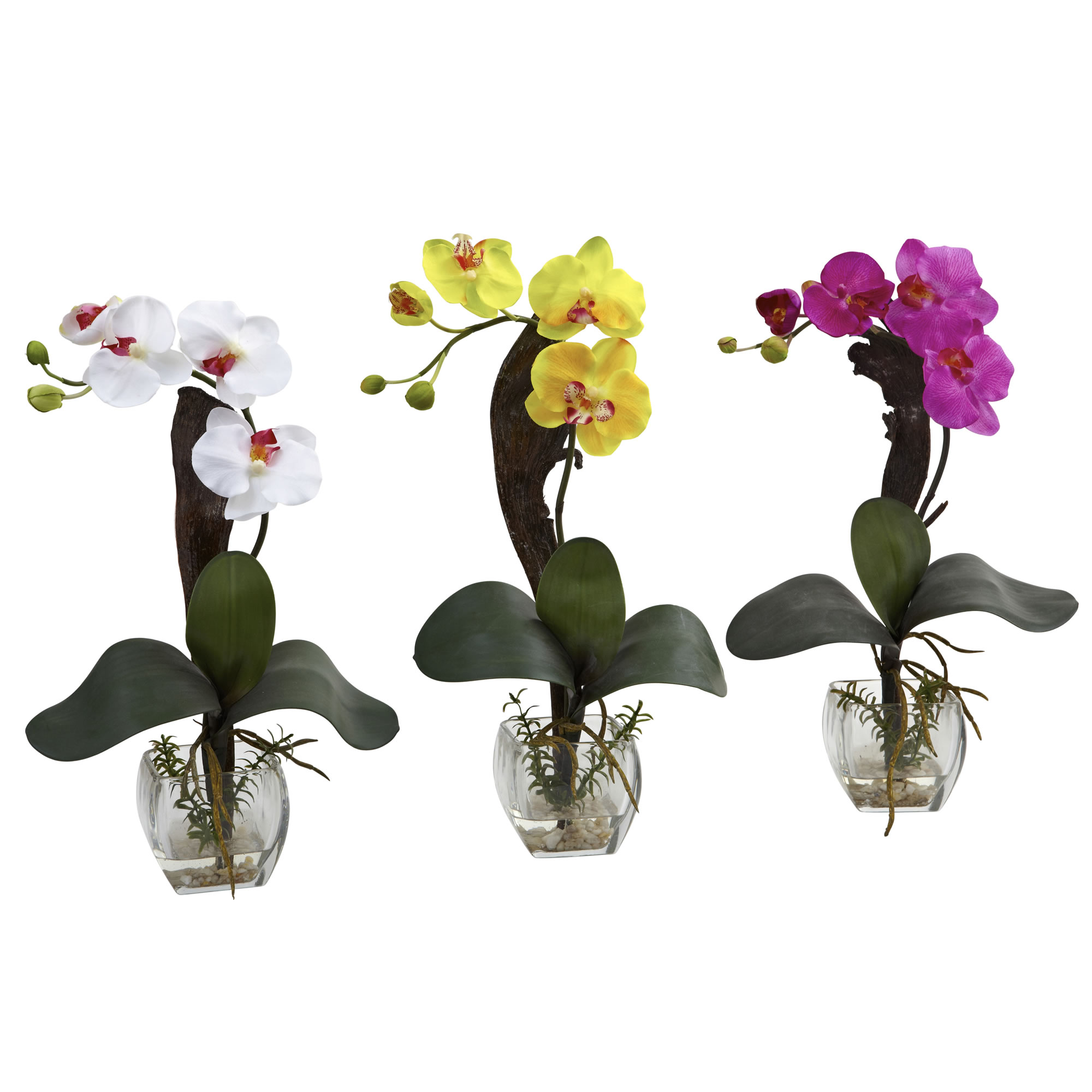 Орхидей купить интернет магазин почтой. Орхидея фаленопсис мини. Фаленопсис Fortunio. Карликовые орхидеи фаленопсис. Орхидея Phalaenopsis Mini.