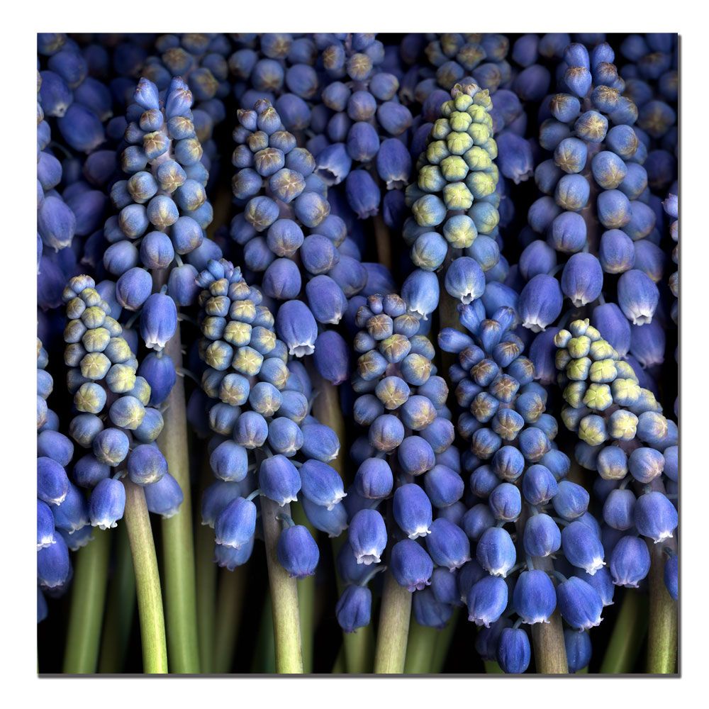 Trademark Global 24x24 inches "Grape Hyacinth" by AIANA