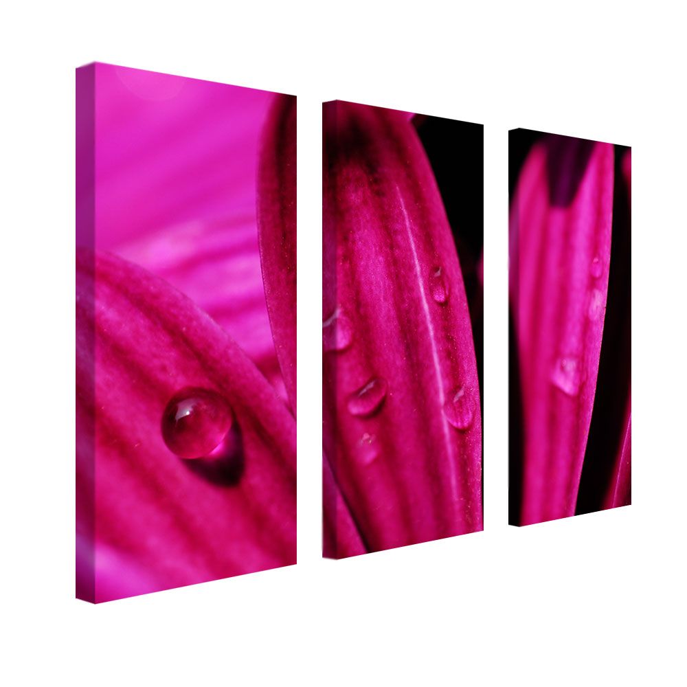 Trademark Global Kurt Shaffer 'Purple Daisy Macro' Canvas Art Set