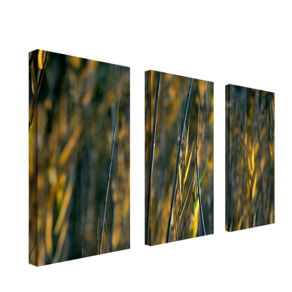 Trademark Global Kurt Shaffer 'Prairie Grass I' Canvas Art Set