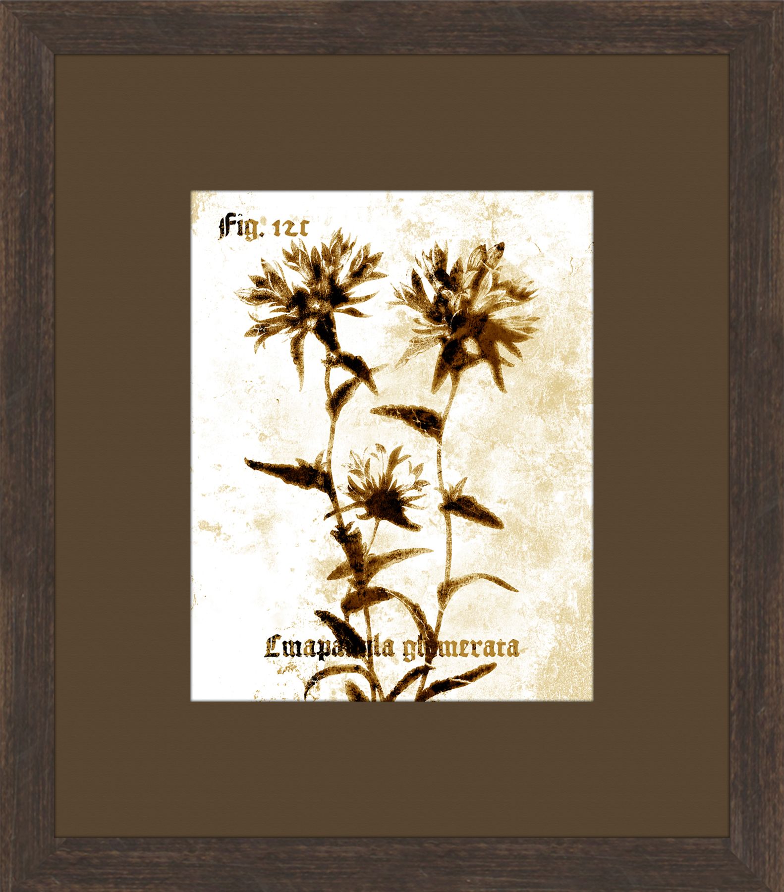 PTM Images Dried Flowers S/2 Framed Print