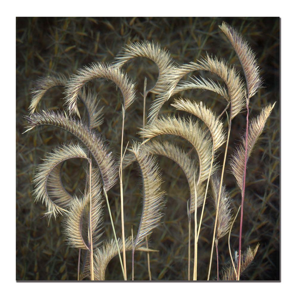 Trademark Global 24x24 inches "Prairie Grass" by AIANA