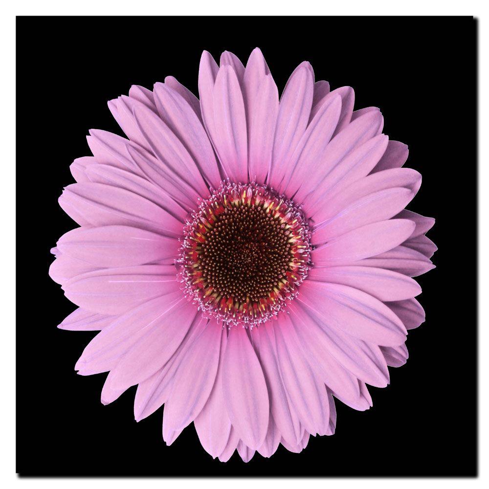 Trademark Global 18x18 inches "Pink Gerber Daisy"