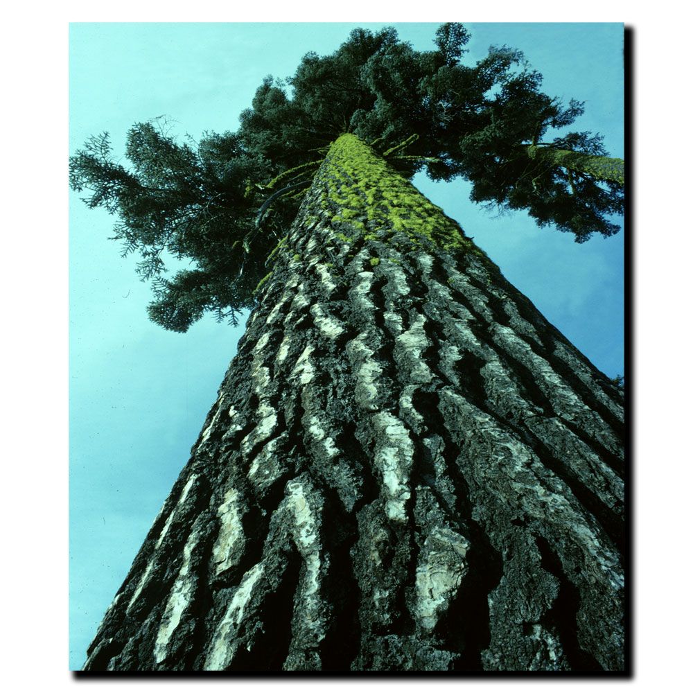 Trademark Global Kurt Shaffer 'A Tree of Life' Canvas Art