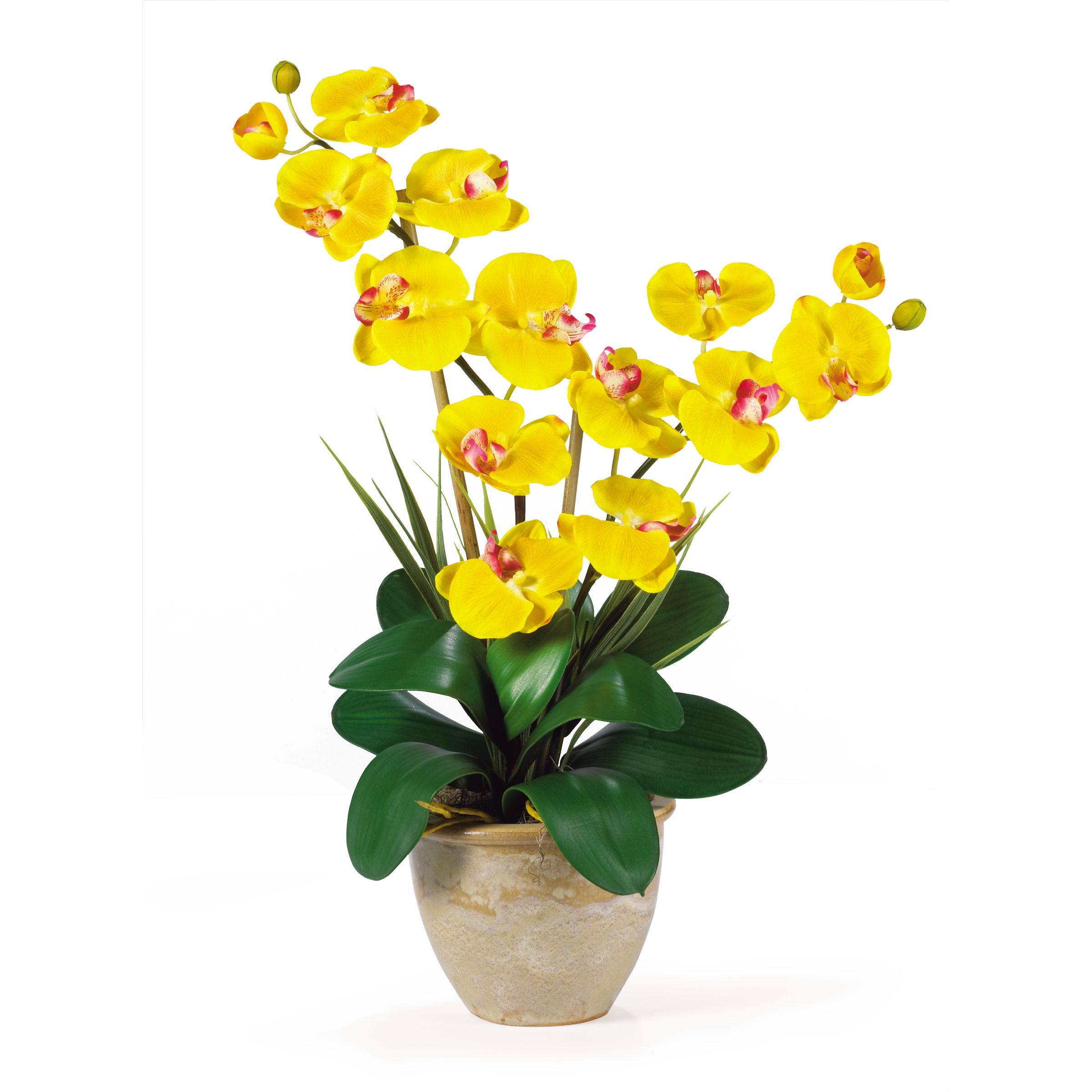 Орхидея в горшке желтеют листья. Фаленопсис Антура Голд. Орхидея фаленопсис Silk. Жёлтая Орхидея фаленопсис. Жёлтая Орхидея фаленопсис в горшке.