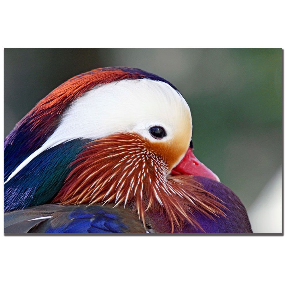 Trademark Global CATeyes 'Keep Your Feathers Well Oiled' Canvas Art