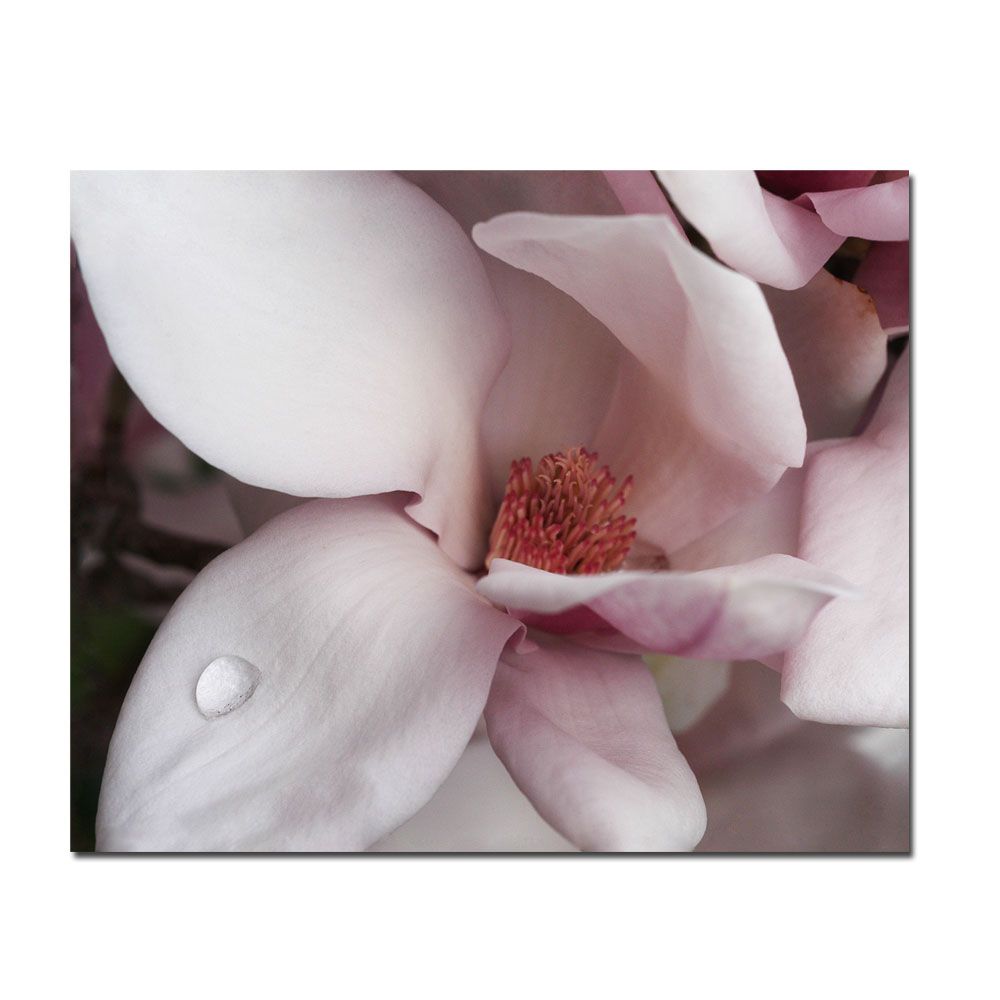 Trademark Global Kurt Shaffer 'Magnolia Teardrop' Canvas Art