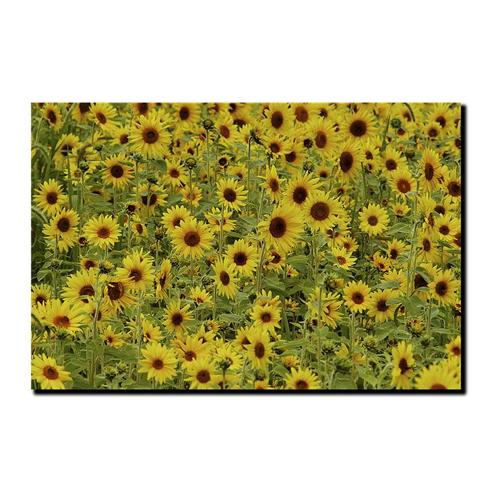 Trademark Global Kurt Shaffer 'A Sunflower Day' Canvas Art