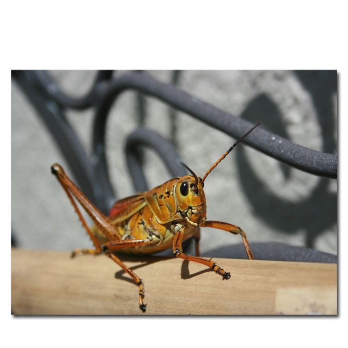 Trademark Global 18x24 inches "Grasshopper" by Patty Tuggle