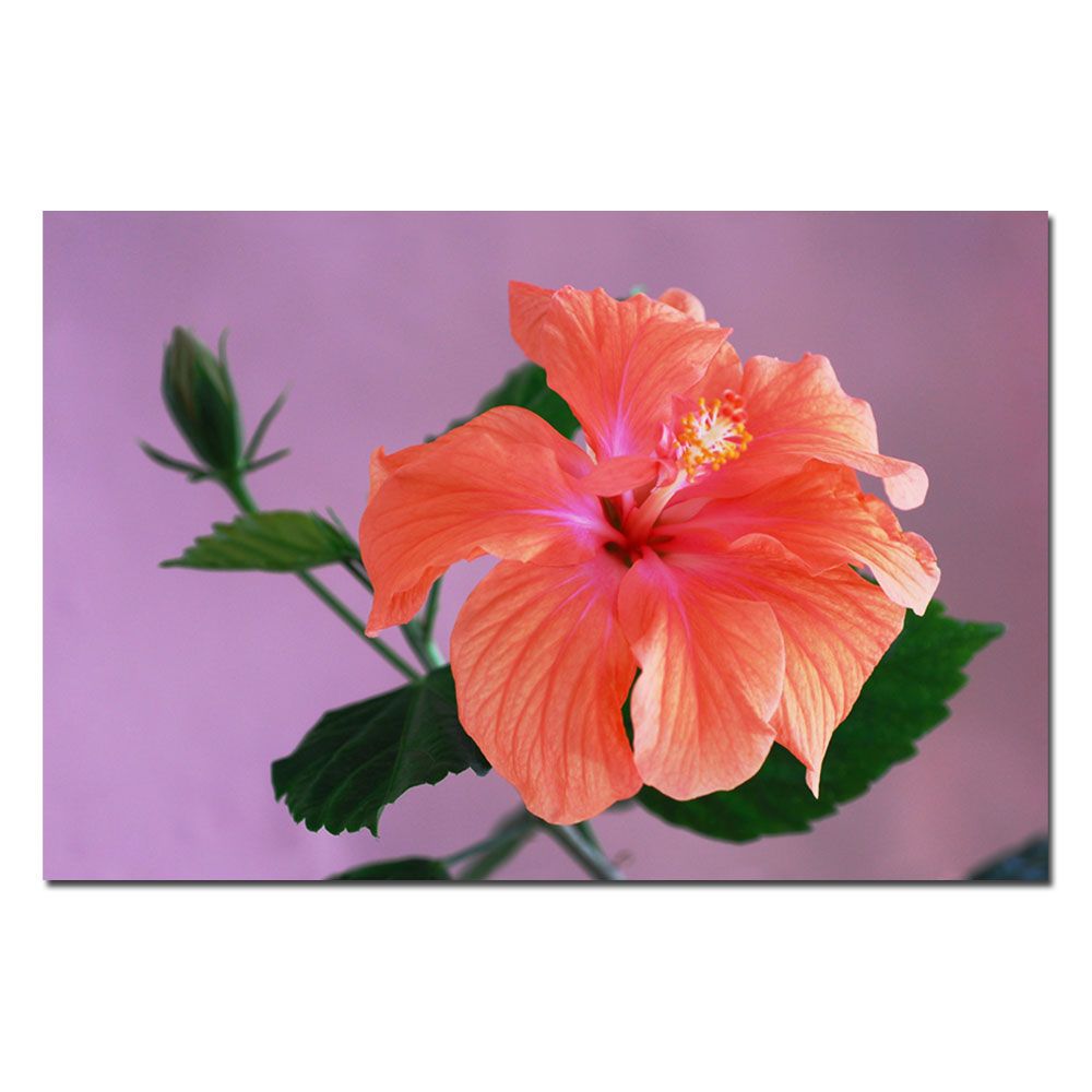 Trademark Global Kurt Shaffer 'Peach Hibiscus ' 16" x 24" Canvas Art