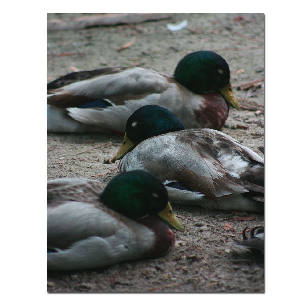 Trademark Global 14x18 inches "Duck Slumber" by Patty Tuggle 14x18 inches