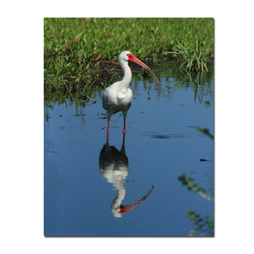 Trademark Global 14x19 inches "Ibis Reflection" by Patty Tuggle Pat