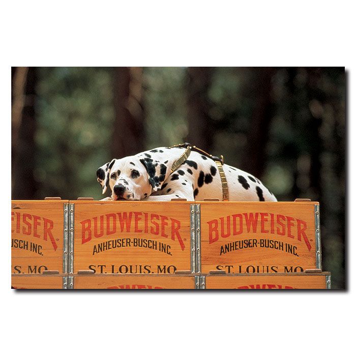Trademark Global 24x36 inches Clydesdale Dalmation resting on Budweiser Case