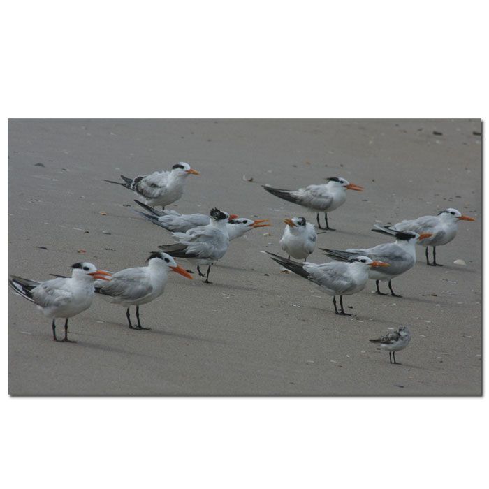 Trademark Global 14x24 inches Sea Gull Chatter by Patty Tuggle