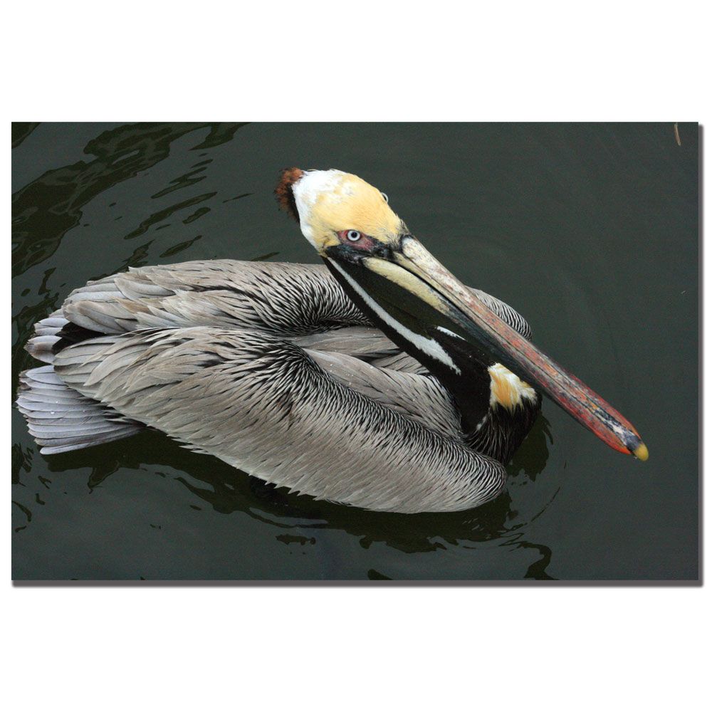 Trademark Global 14x19 inches Patty Tuggle "Pelican Beauty"