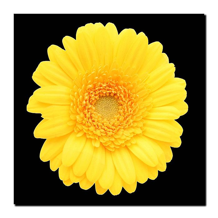 Trademark Global 14x14 inches Yellow Gerber Daisy