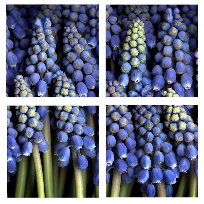 Trademark Global Four 18x18 inch Grape Hyacinth by AIANA