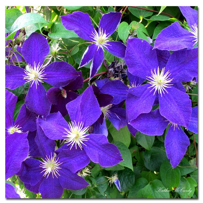 Trademark Global Kathie McCurdy 'Clematis' 35" x 35" Canvas Art
