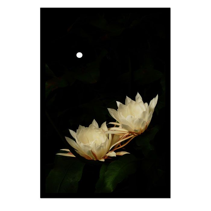Trademark Global Kurt Shaffer 'Full Moon Bloom' 26" x 38" Canvas Art