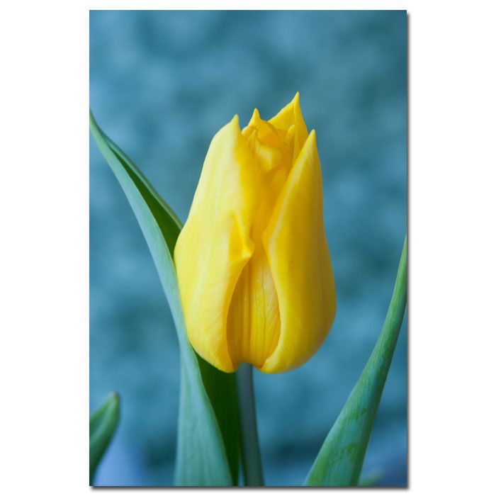 Trademark Global Martha Guerra 'Yellow Tulip' 16" x 24" Canvas Art