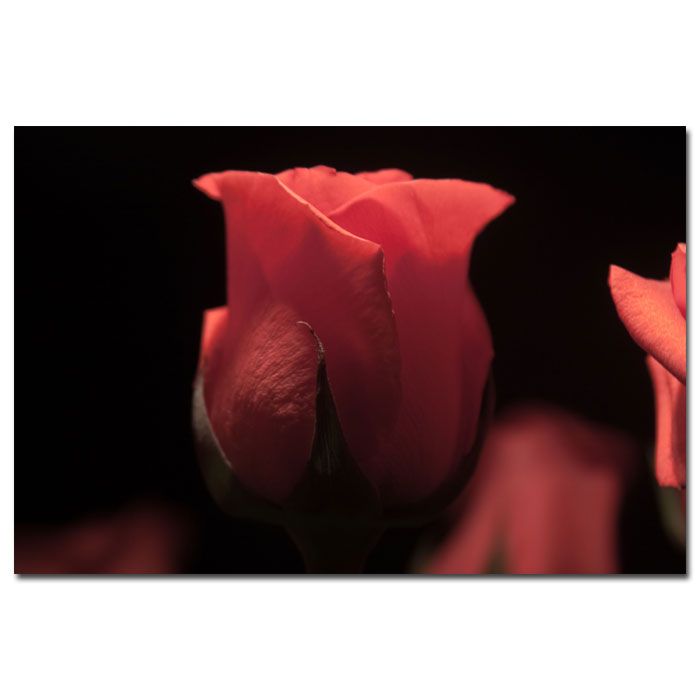 Trademark Global Martha Guerra 'Pink Rose III' 16" x 24" Canvas Art