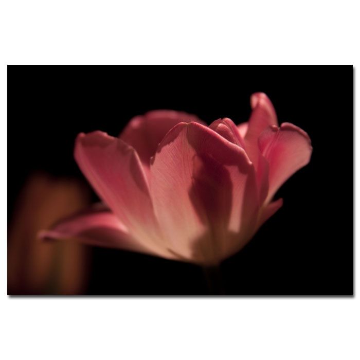 Trademark Global Martha Guerra 'Blooming Tulip' 16" x 24" Canvas Art