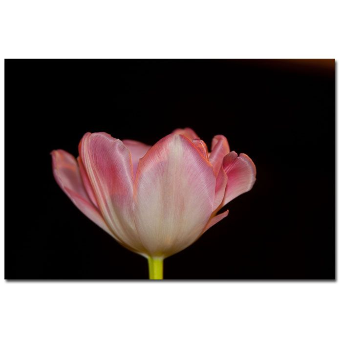Trademark Global Martha Guerra 'Blooming Tulip V' 16" x 24" Canvas Art