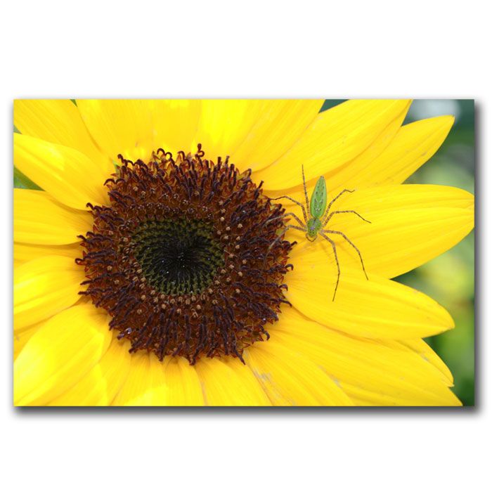 Trademark Global 16x24 inches Sunflower by Patty Tuggle
