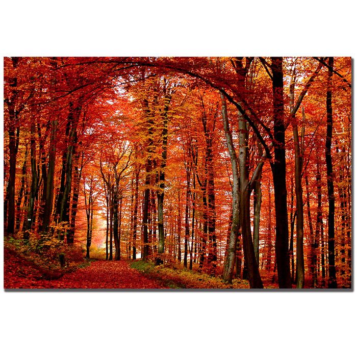 Trademark Global Philippe Sainte-Laudy 'The Red Way' Canvas Art