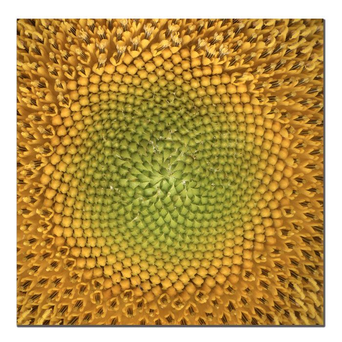 Trademark Global 14x14 inches "Sunflower" by AIANA
