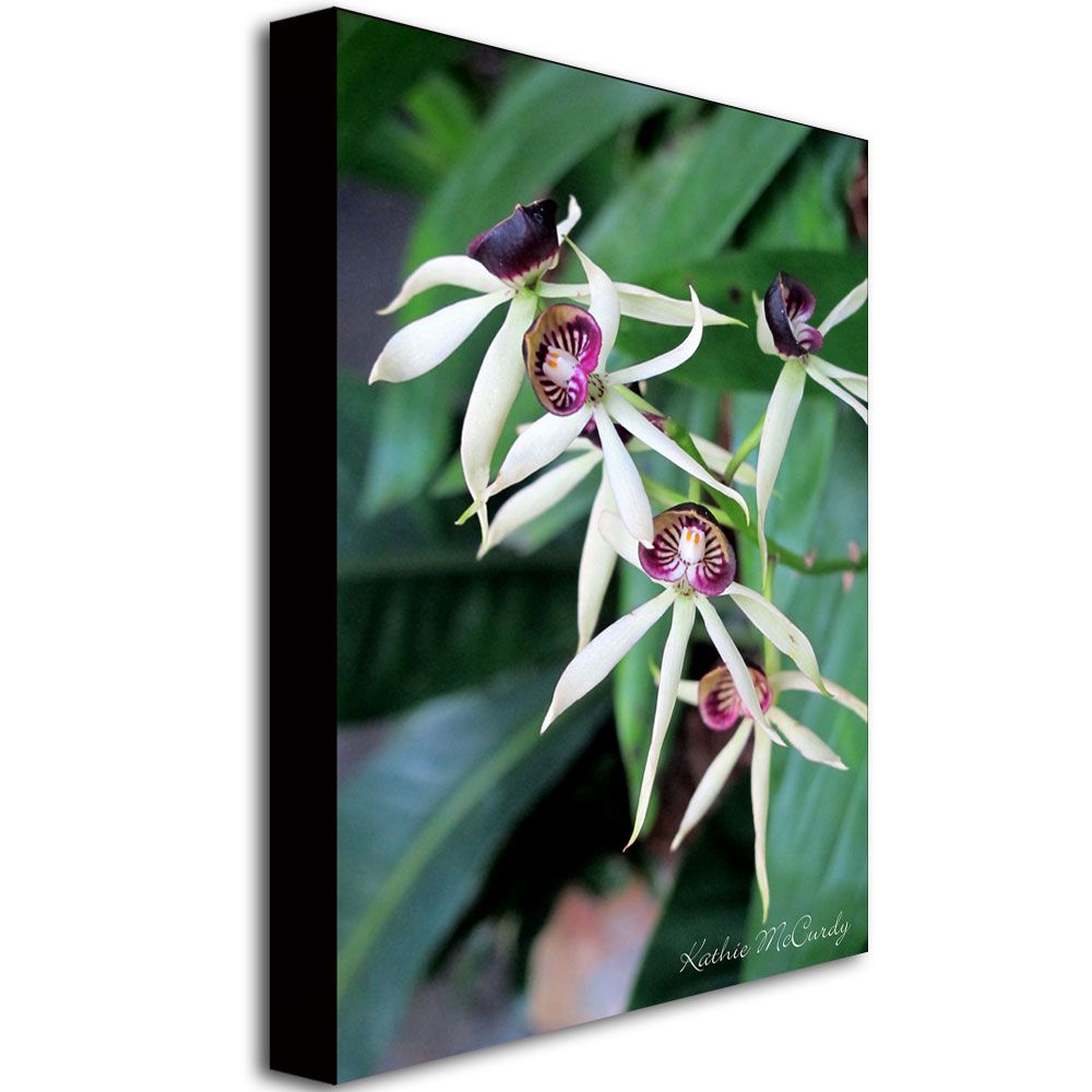 Trademark Global Kathie McCurdy 'Orchids II' Canvas Art