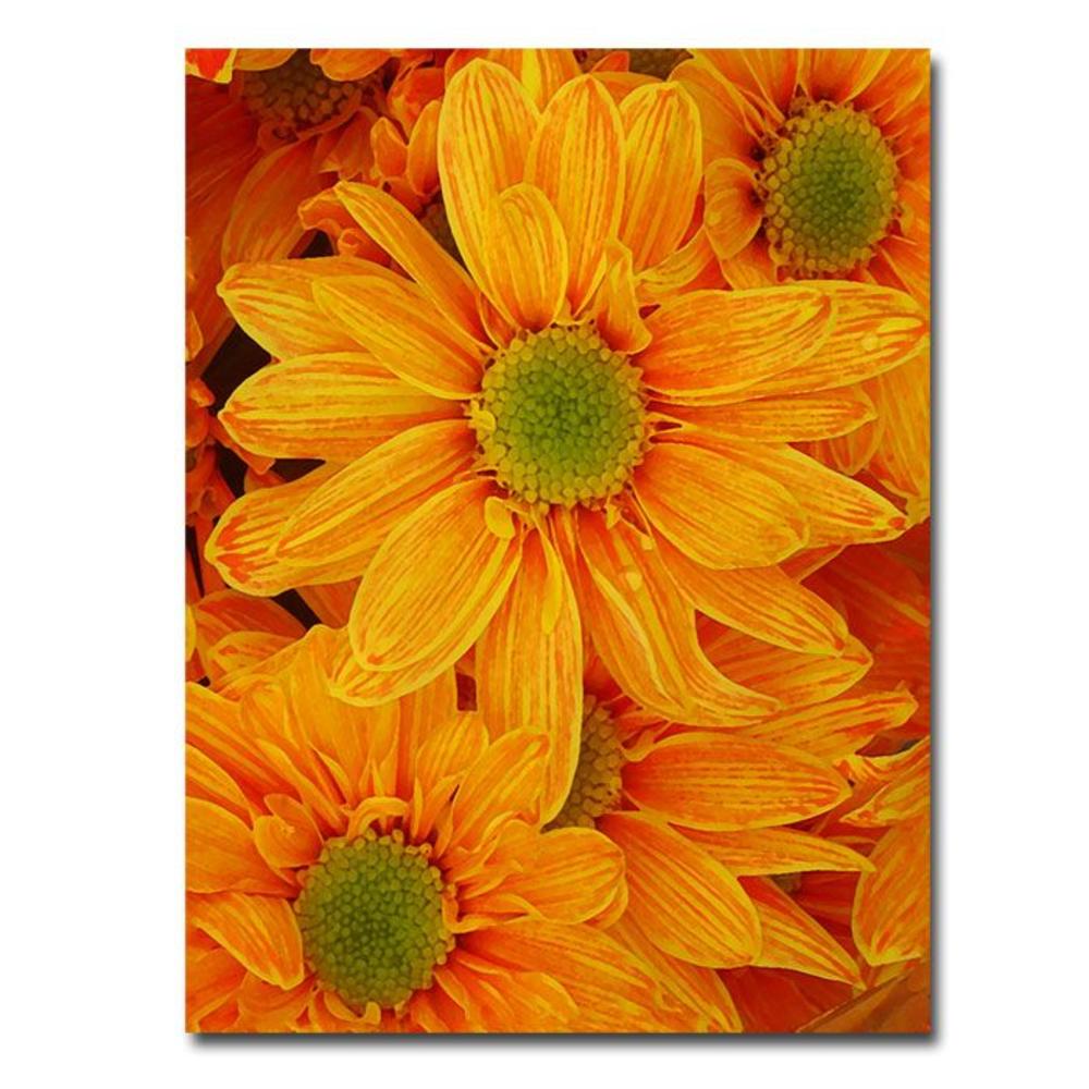 Trademark Global Amy Vangsgard 'Orange Daisies' Canvas Art